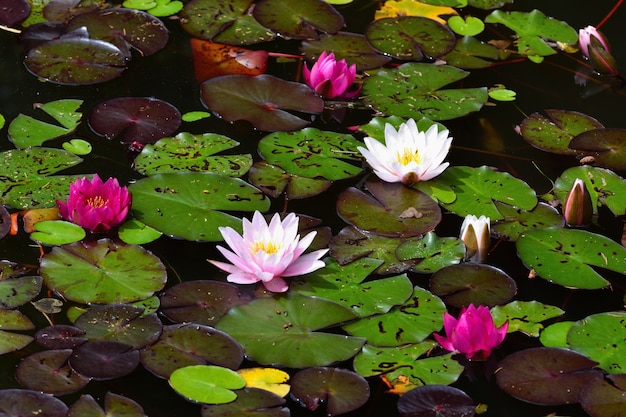 Fiore. Bella giglio d&#39;acqua fioritura sulla superficie dell&#39;acqua. Sfondo naturale sfocato naturale. (Nymphaea)