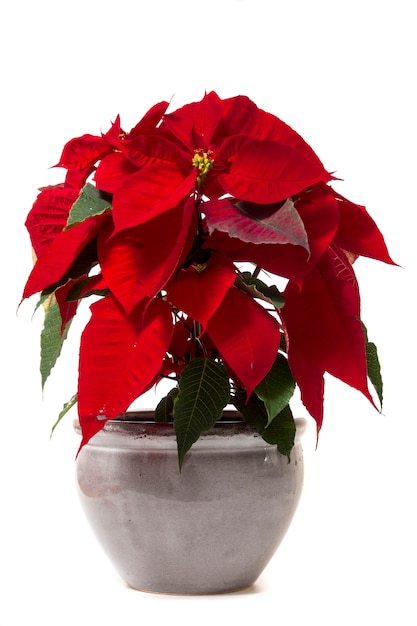 Fiore bellissimo poinsettia (Euphorbia pulcherrima).