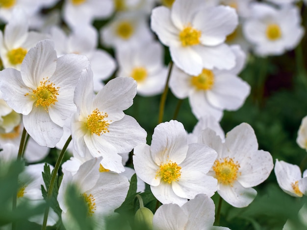 Fiore bianco anemone.