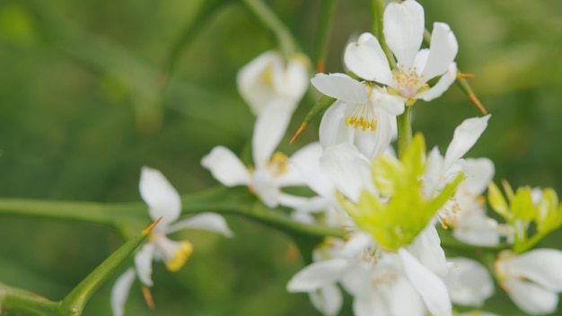 Fiore bianco arancione trifoliato poncirus trifoliata o citrus trifoliata rack focus