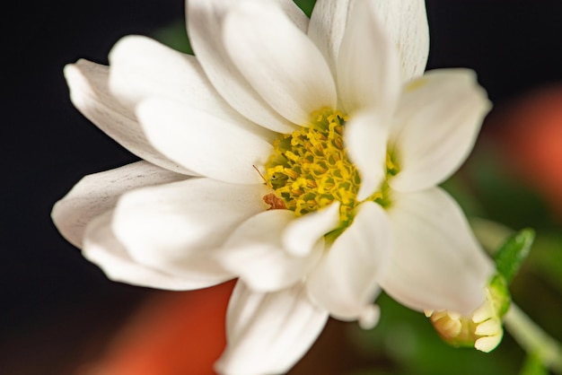 Fiore bianco bellissimo mini fiore bianco e messa a fuoco selettiva del nucleo giallo