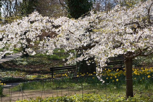 Fiore bianco ciliegio giapponese