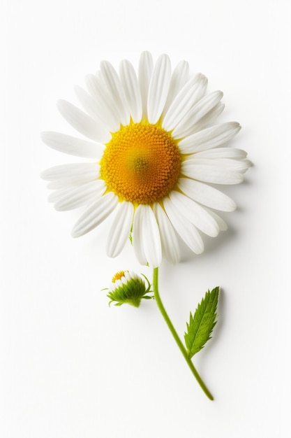 Fiore bianco con centro giallo e stelo verde su sfondo bianco IA generativa