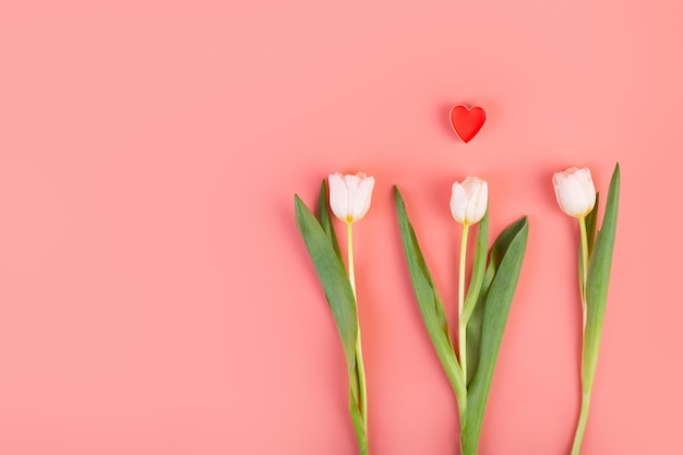 Fiore bianco con cuore Bellissimi tre tulipani bianchi su stelo con foglie su sfondo rosa