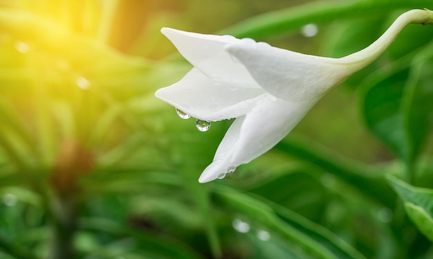 Fiore bianco con luce solare