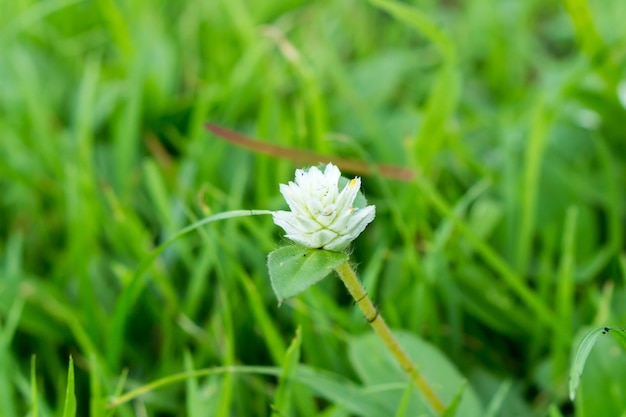 Fiore bianco con ragnatela nera