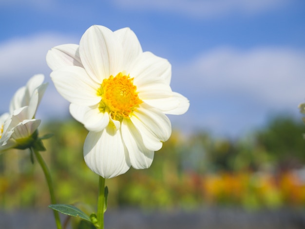 Fiore bianco - dalia colorato bianco fiorisce con la priorità bassa del cielo blu