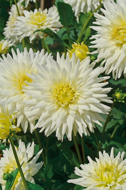 Fiore bianco del cactus della dalia