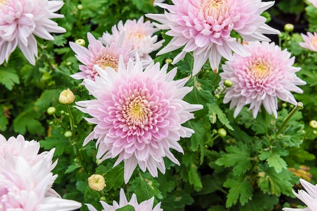 Fiore bianco del crisantemo nel giardino