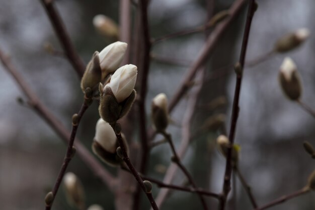 Fiore bianco del fiore di maglolia sull'albero