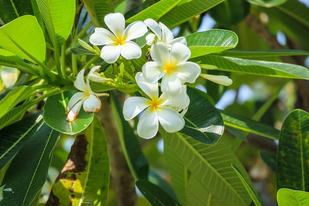 Fiore bianco del Frangipani Plumeria alba con foglie verdi