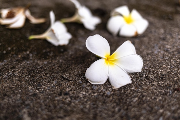 Fiore bianco del frangipani sul pavimento di cemento Thailandia