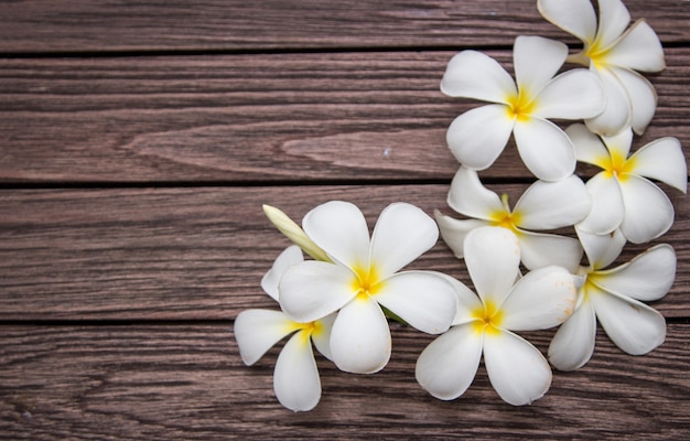 Fiore bianco del frangipapi sulla tavola di legno con lo spazio della copia per fondo.