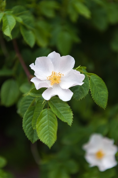 Fiore bianco del gelsomino che fiorisce nel giardino