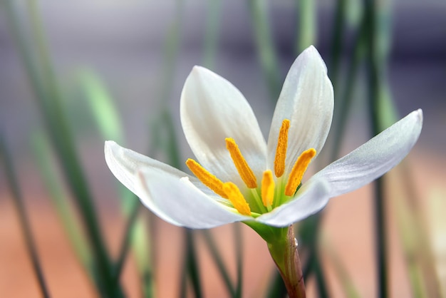 Fiore bianco del giglio di palude peruviano nel giardino