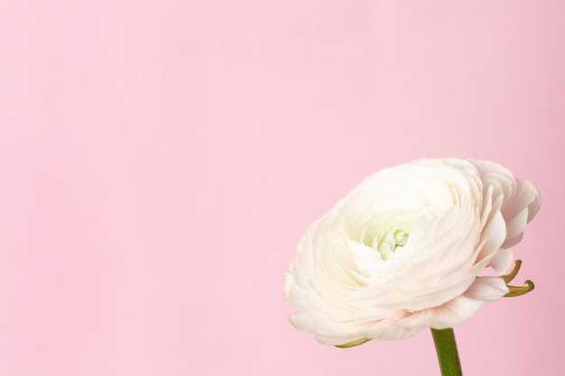 Fiore bianco del ranuncolo del modello sul rosa pastello