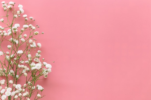 Fiore bianco del respiro del bambino di Gypsophila sul rosa pastello