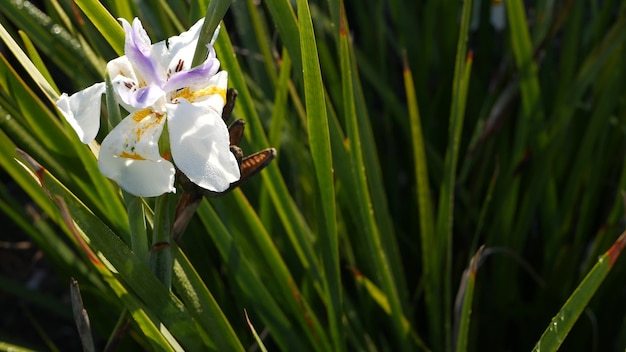 Fiore bianco dell'iride, flora della California, Stati Uniti d'America. fiorisce nel giardino del mattino di primavera, gocce di rugiada