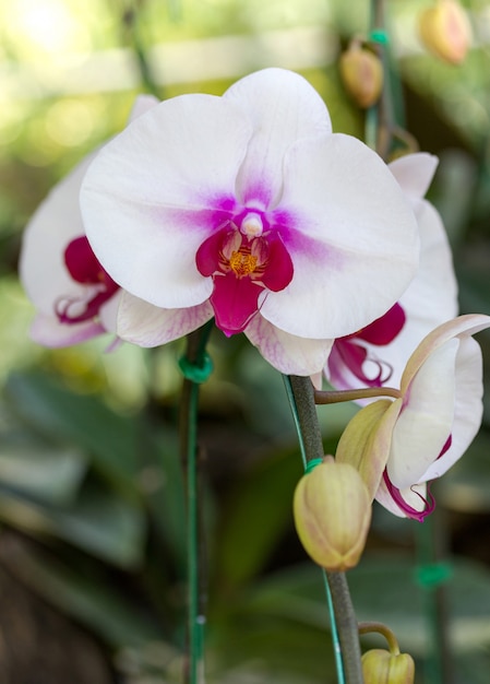 Fiore bianco dell&#39;orchidea di phalaenopsis