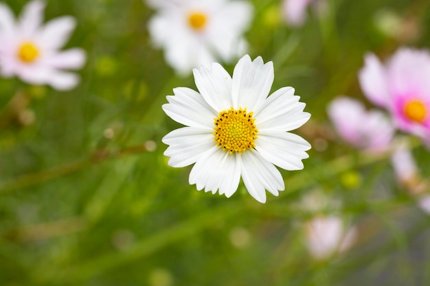 Fiore bianco dell'universo in erba estate