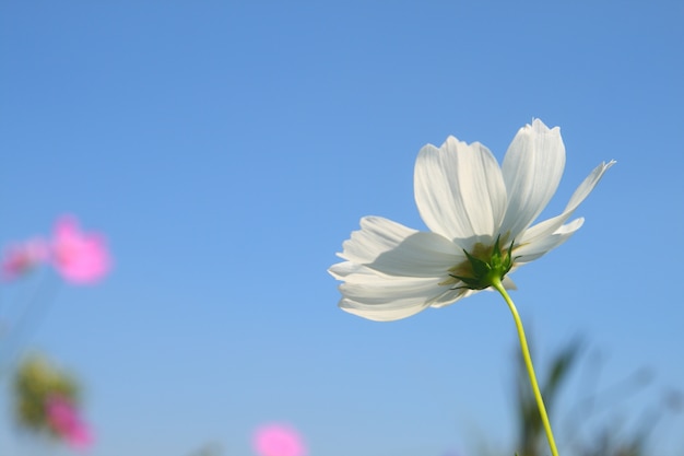 fiore bianco dell&#39;universo in giardino sulla priorità bassa del cielo blu