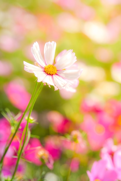 Fiore bianco dell&#39;universo nel campo dell&#39;universo