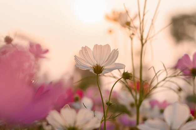 Fiore bianco dell'universo nel giardino con l'ora del tramonto