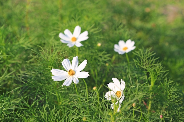 Fiore bianco dell&#39;universo nel giardino della natura.