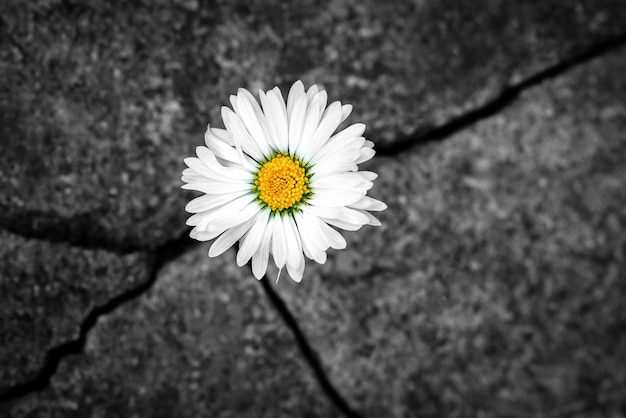 Fiore bianco della margherita nella fessura di una vecchia lastra di pietra - il concetto di rinascita, fede, speranza, nuova vita, anima eterna