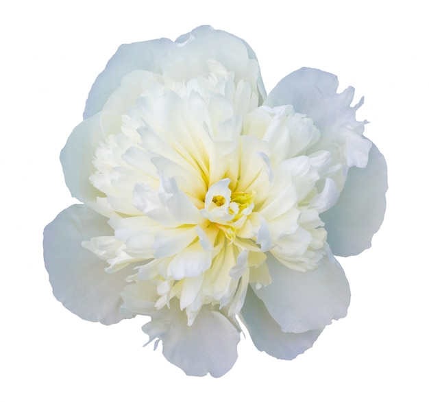 Fiore bianco della peonia su fondo isolato bianco