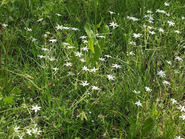 Fiore bianco della stella di Betlemme