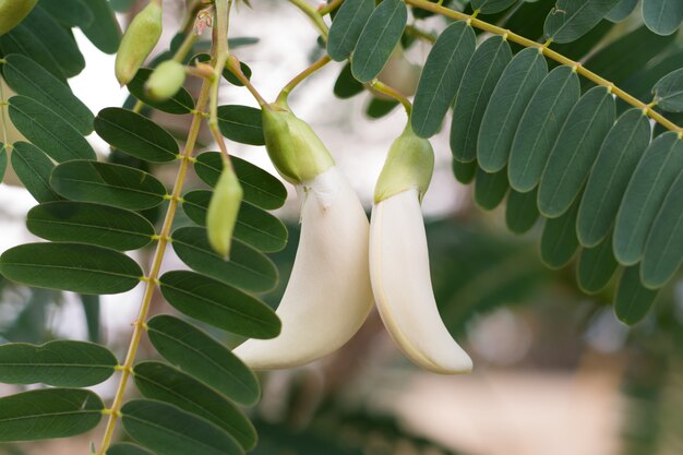 Fiore bianco di agasta sull&#39;albero.