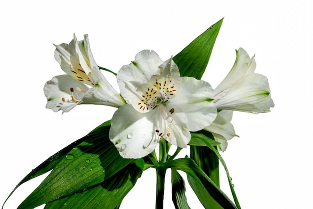 Fiore bianco di Alstroemeria su sfondo bianco