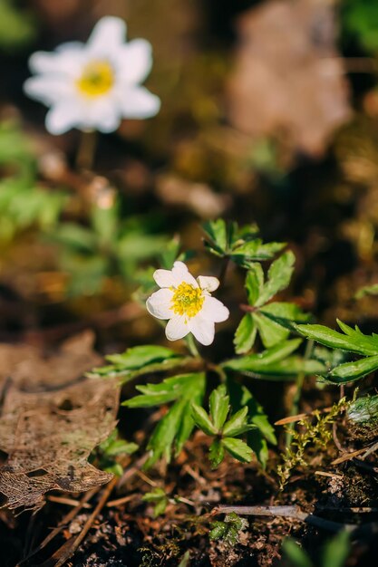 Fiore bianco di Anemone bucaneve nella foresta di primavera