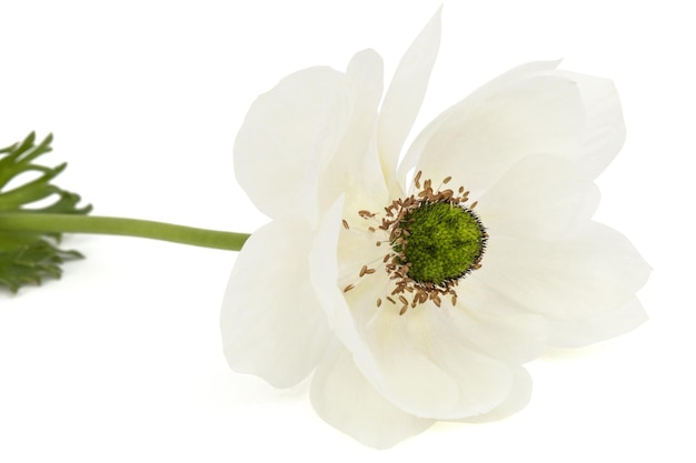 Fiore bianco di anemone isolato su sfondo bianco