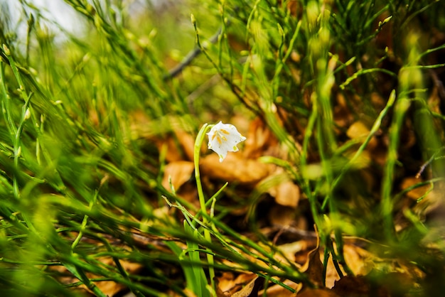 Fiore bianco di bucaneve in natura