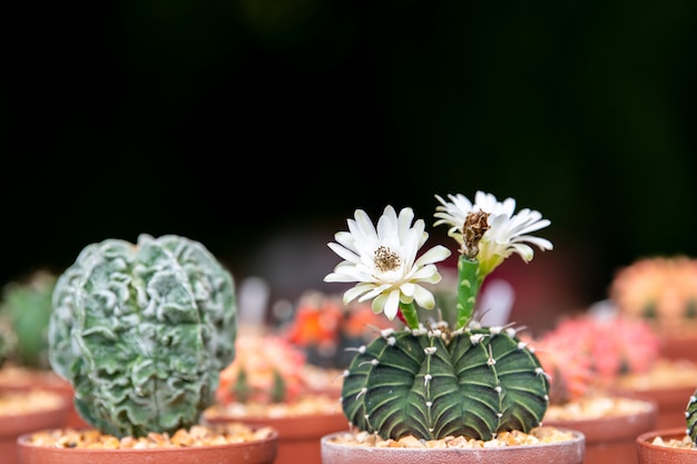 Fiore bianco di cactus.