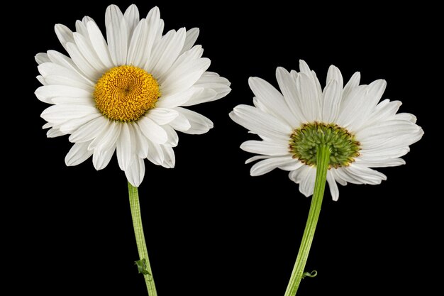 Fiore bianco di camomilla lat Matricaria isolato su sfondo bianco