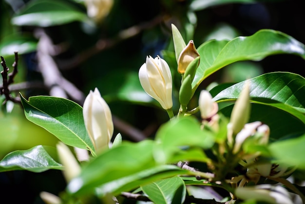 Fiore bianco di Champaka che fiorisce sull'albero