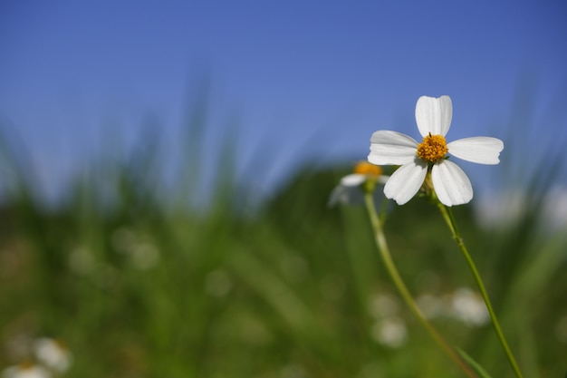 fiore bianco di close-up in natura