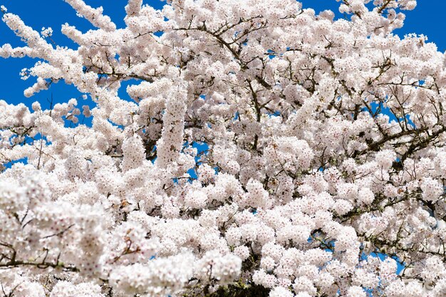 Fiore bianco di fiori di sakura in primavera sfondo floreale
