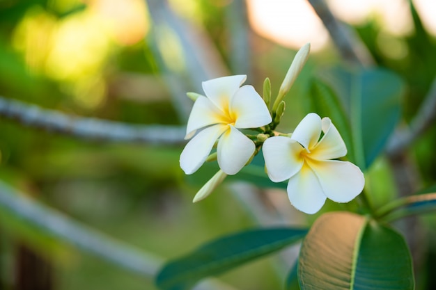 Fiore bianco di fioritura del frangipane in un giardino tropicale