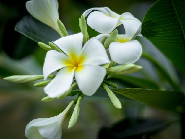 Fiore bianco di Frangipani in piena fioritura durante la plumeria estiva