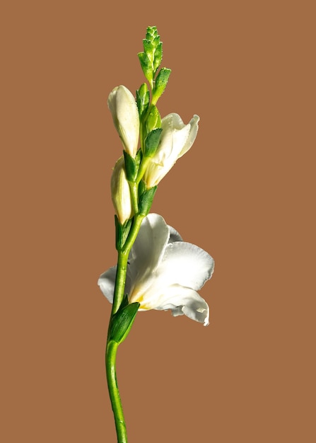 Fiore bianco di freesia su sfondo di colore carota