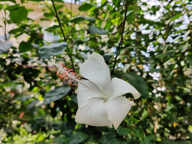 fiore bianco di Hibiscus Rosa sinensis o Blackplant a scarpa con sfondo naturale. La Cina è rosa.