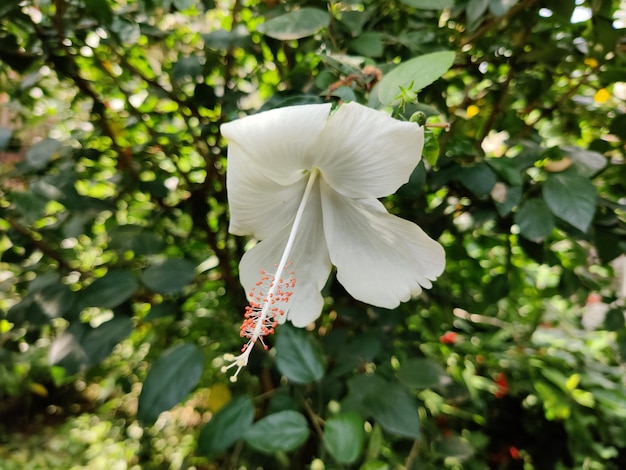 fiore bianco di Hibiscus Rosa sinensis o Blackplant a scarpa con sfondo naturale. La Cina è rosa.