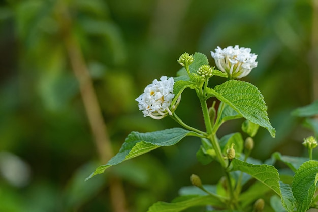 Fiore Bianco di Lantana Comune