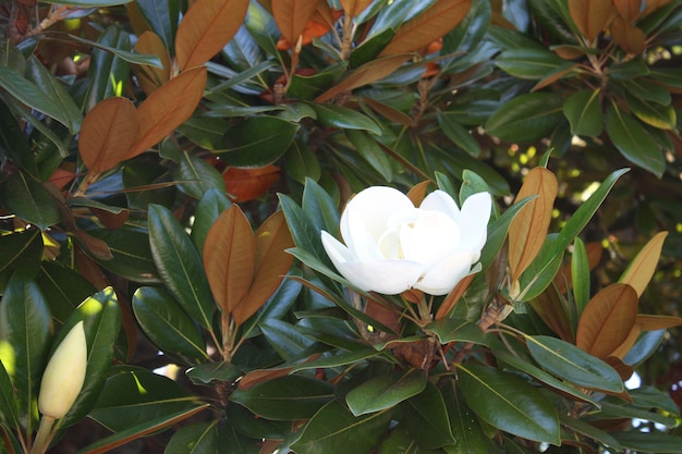 Fiore bianco di magnolia