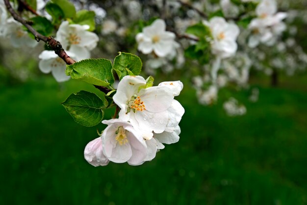 fiore bianco di meli in primavera