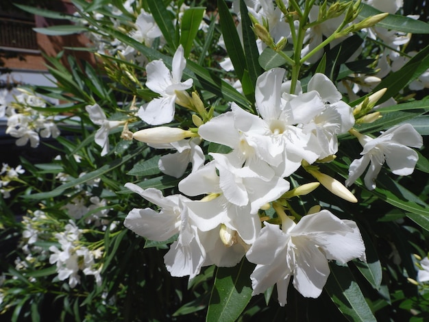 Fiore bianco di oleander nerium che cresce nel cortile interno fuori a Madrid Spagna